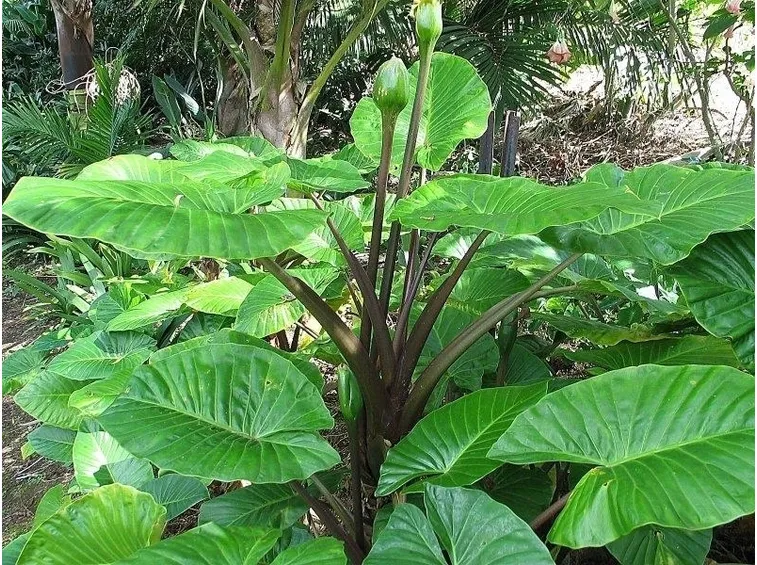 pianta alocasia