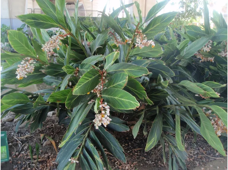 pianta alpinia 