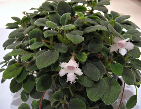Alsobia