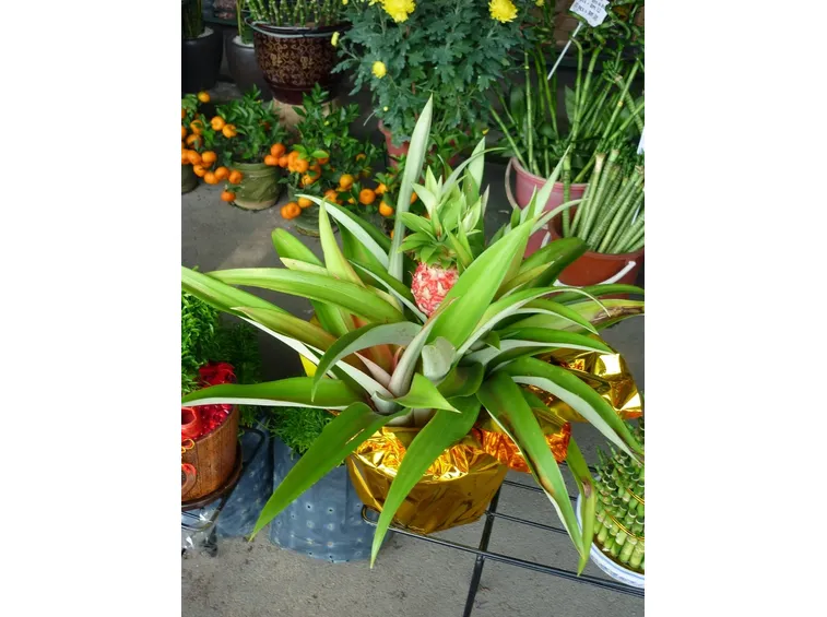 ananas