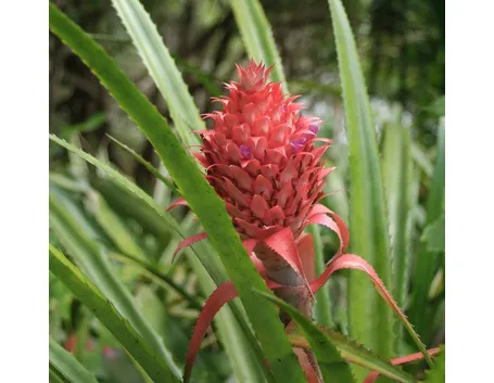 Ananas bracteatus