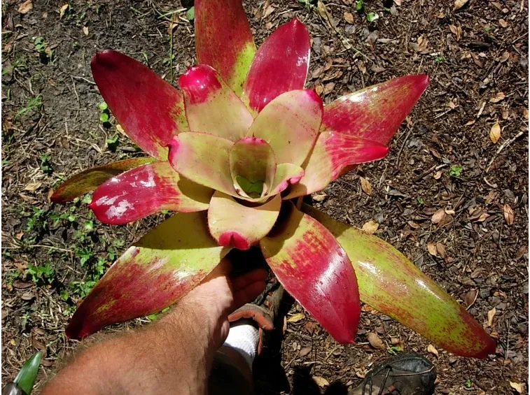 androlepis