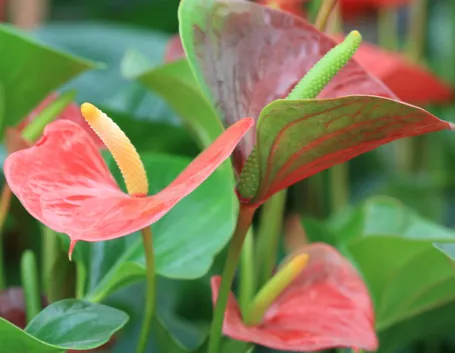Anthurium andreanum