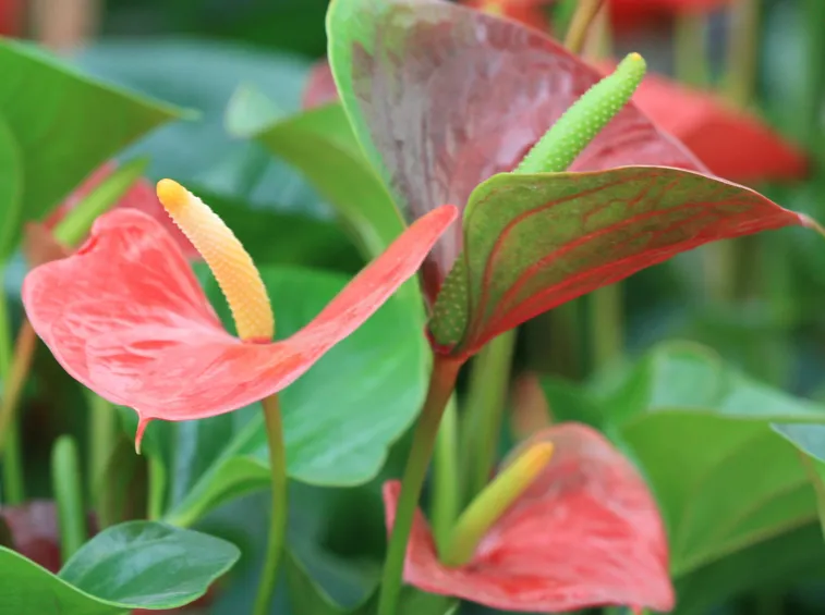 Anthurium andreanum