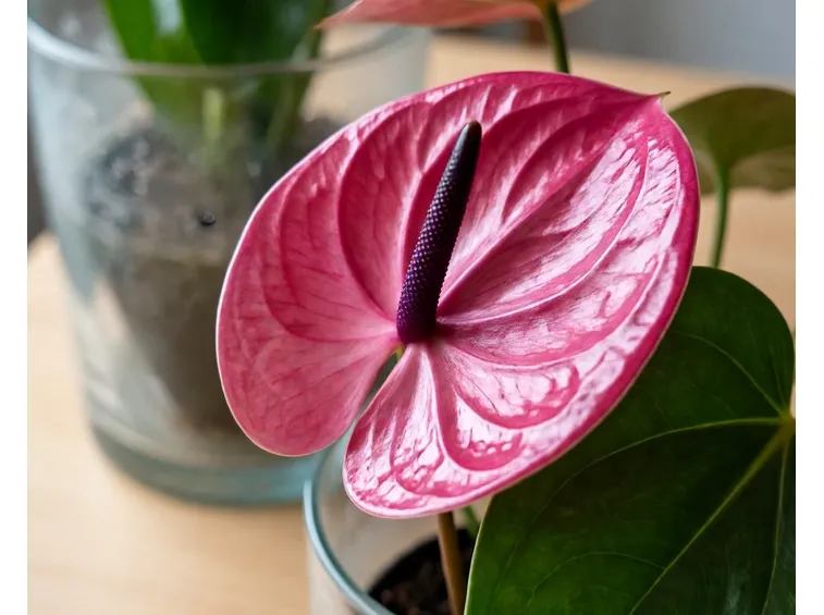 fiori anturio