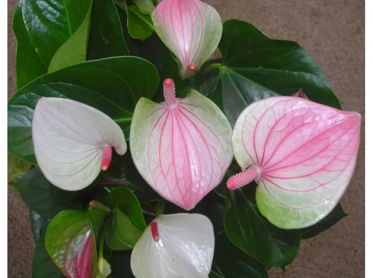anturium fiori