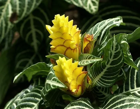 Aphelandra squarrosa