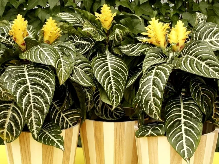piante afelandra