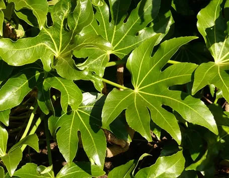 Fatsia japonica