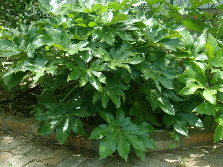Fatsia japonica