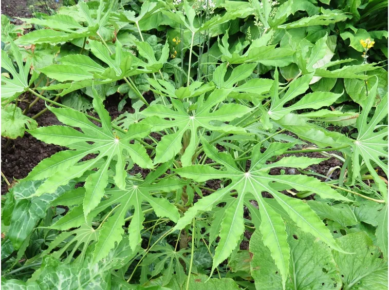 Fatsia polycarpa
