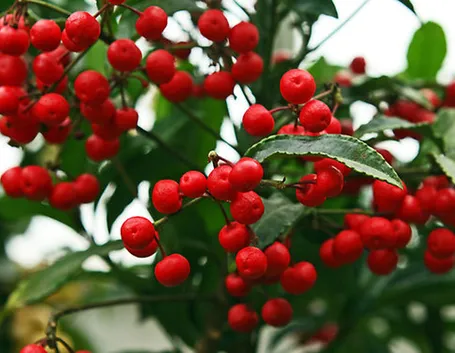 Ardisia crenata