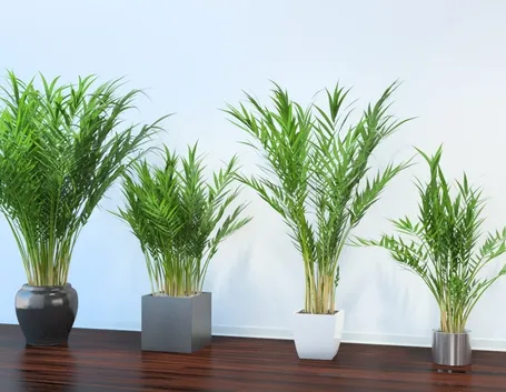 piante Areca