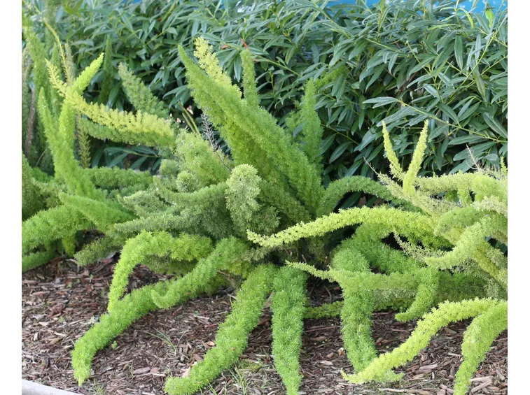 Asparagus densiflorus