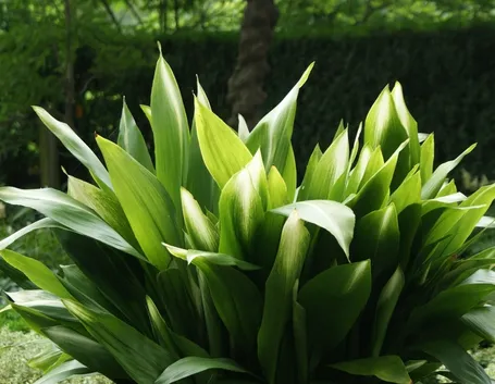 Aspidistra 