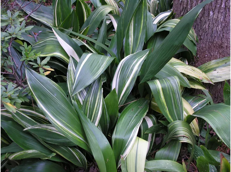 aspidistra