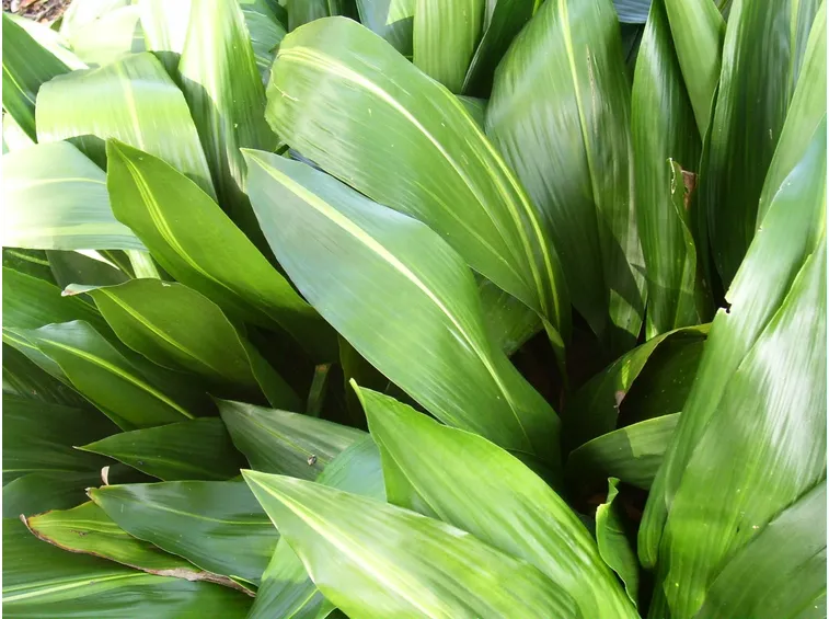 Aspidistra elatior