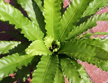 Asplenium 