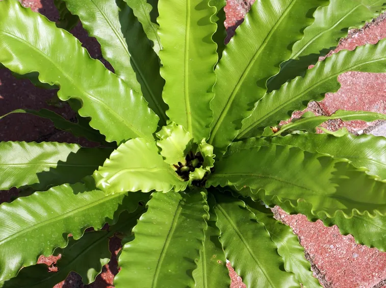 Asplenium 