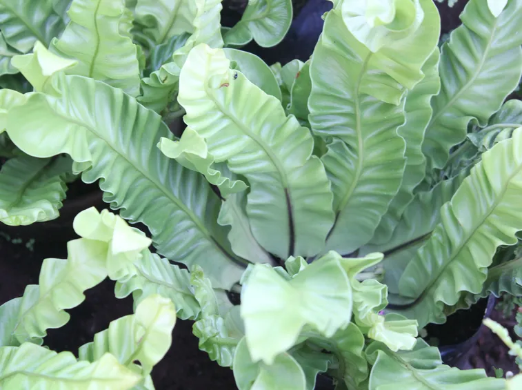 asplenium nidus