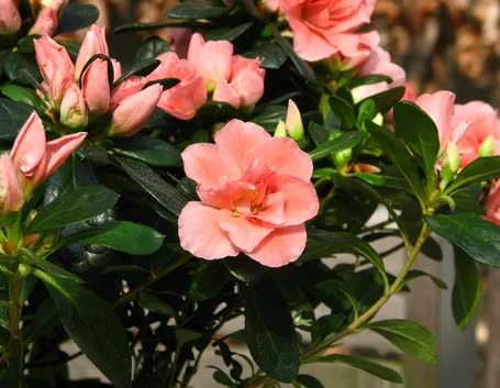 Azalea indica