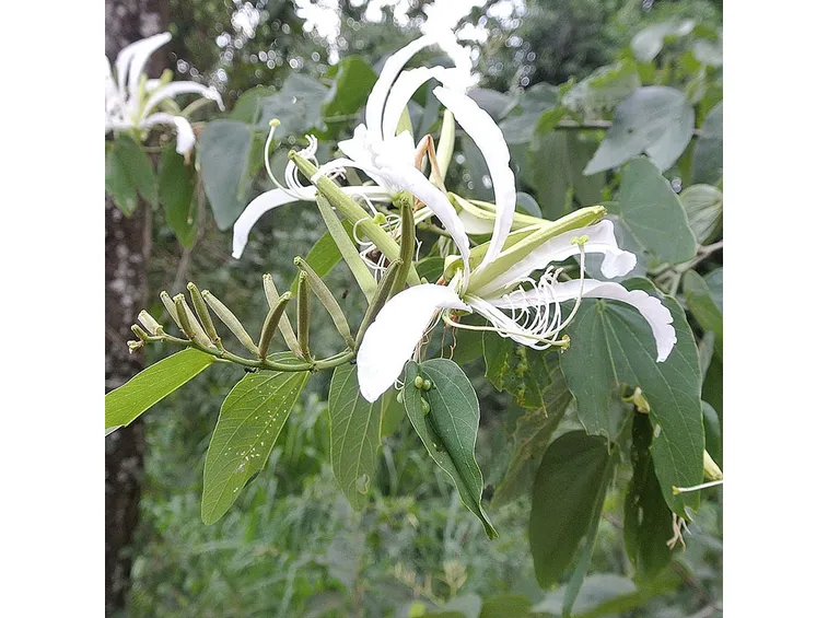 Bauhinia pianta