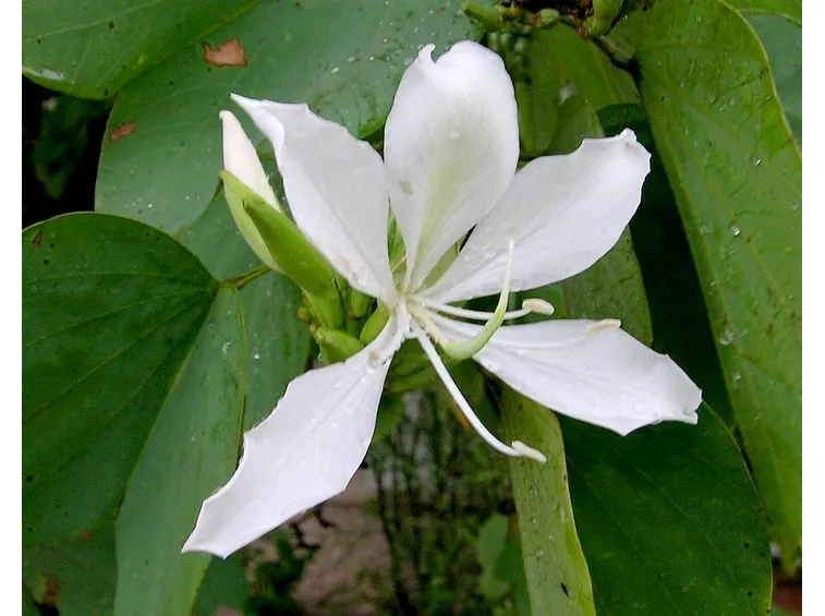albero orchidea