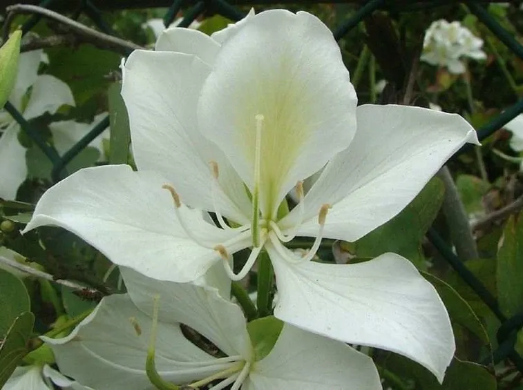 bauhinia variegata