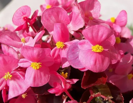 Begonia
