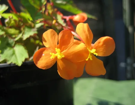 Begonia sutherlandii