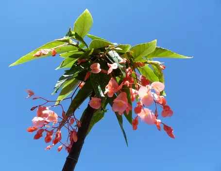 Begonia corallina