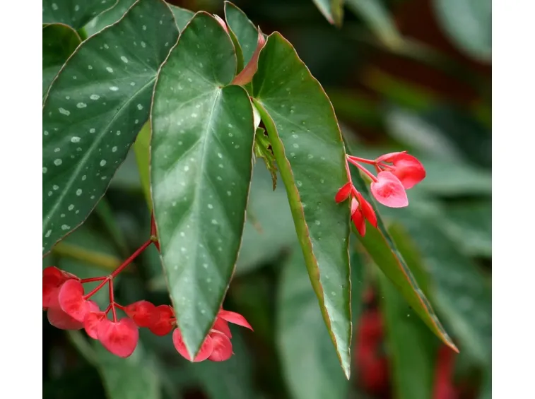 begonia