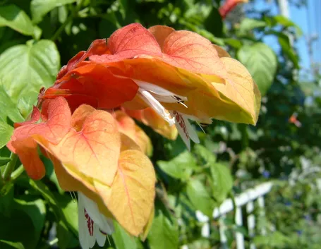 fiori beloperone guttata
