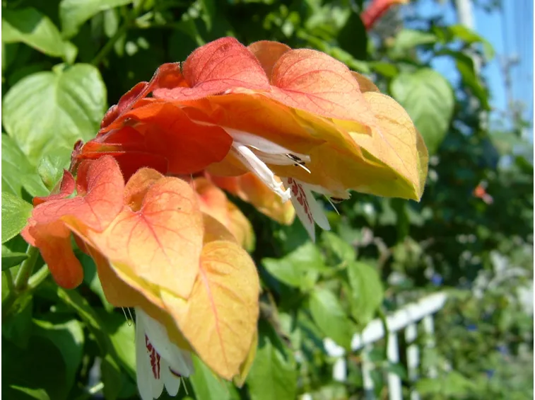 fiori beloperone guttata