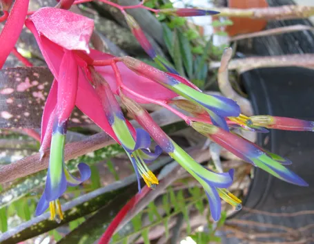 Billbergia fiore