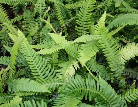 Blechnum