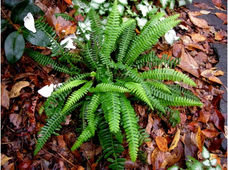 Blechnum spicant