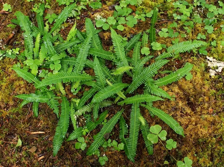 pianta blechnum