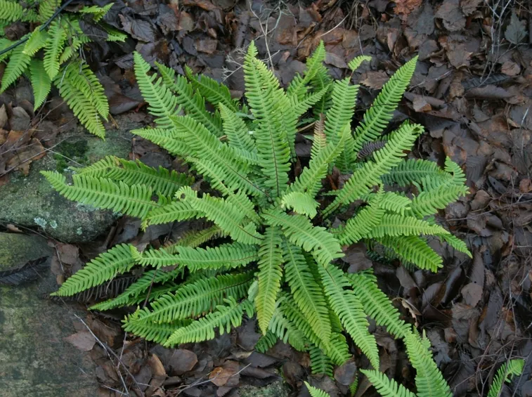 pianta blechnum spicant
