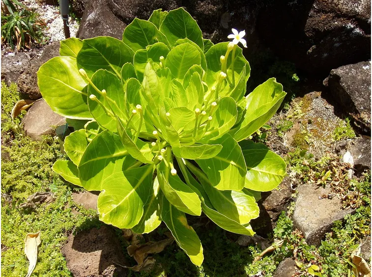 Brighamia