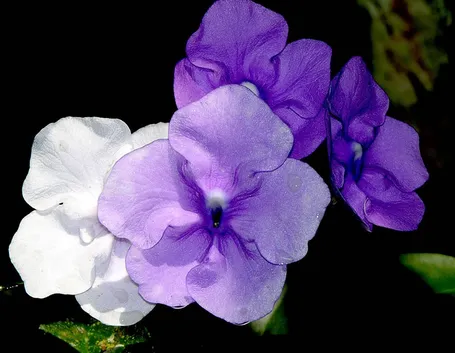 Brunfelsia