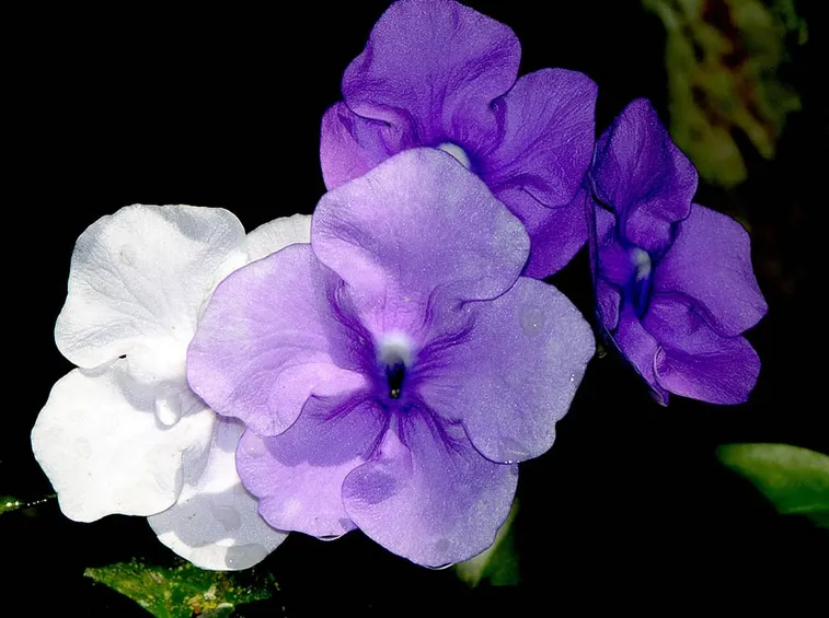 Brunfelsia