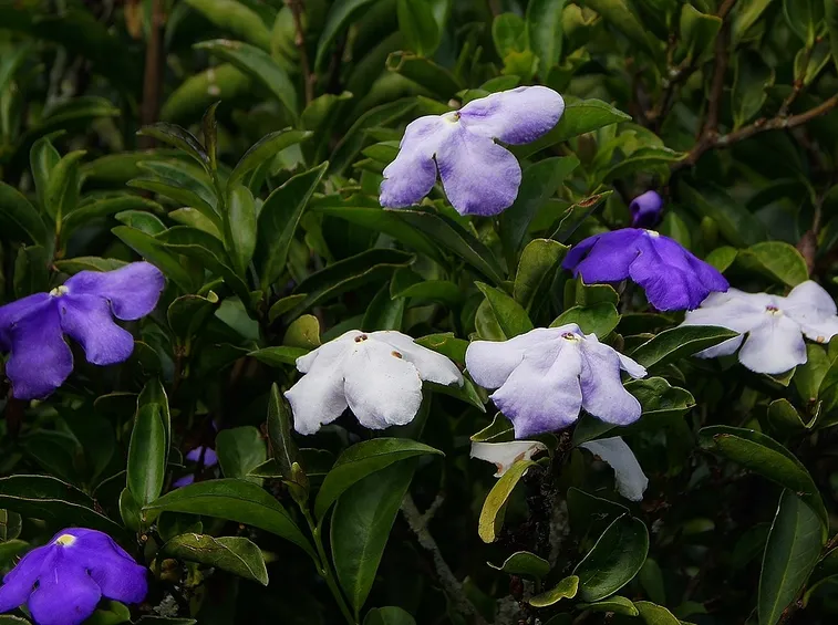 brunfelsia pauciflora