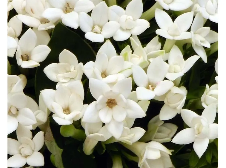 Bouvardia longiflora