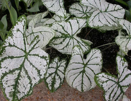 Caladium x hortolanum