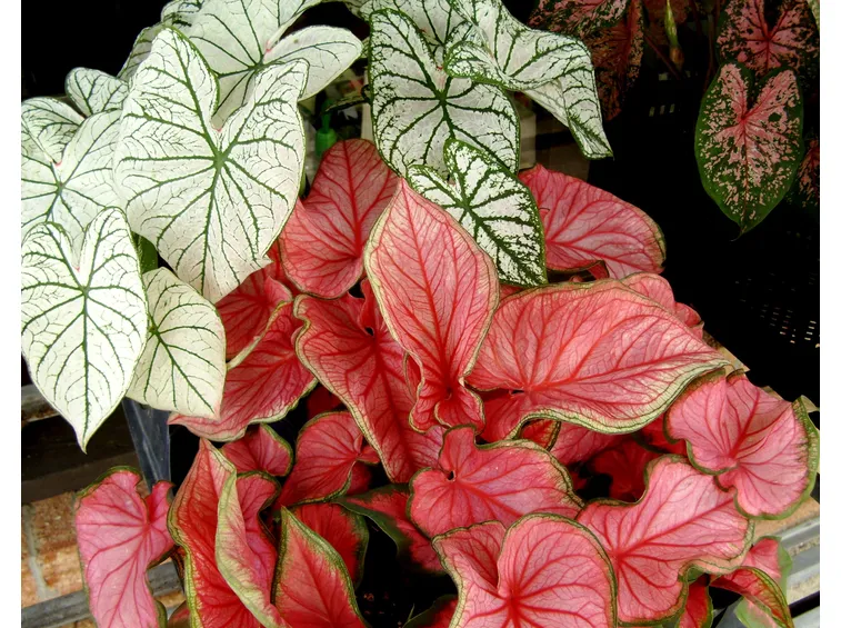 foglie caladium