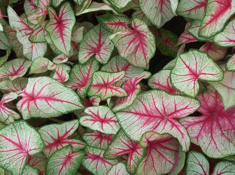 foglie caladium
