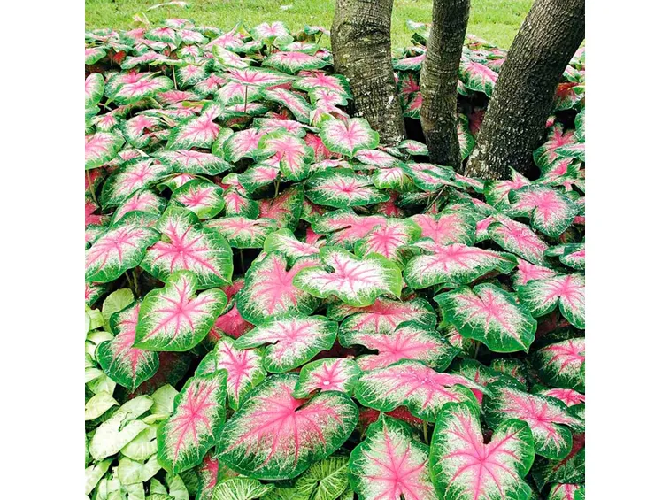 caladium