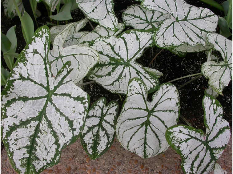 Caladium x hortolanum