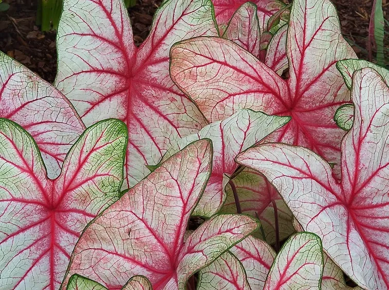 foglie Caladio